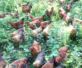 土鸡生活状态（室外）