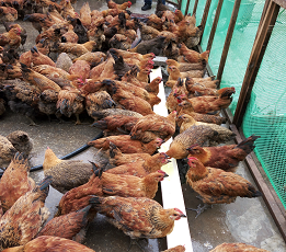 土鸡生活状态（室内）