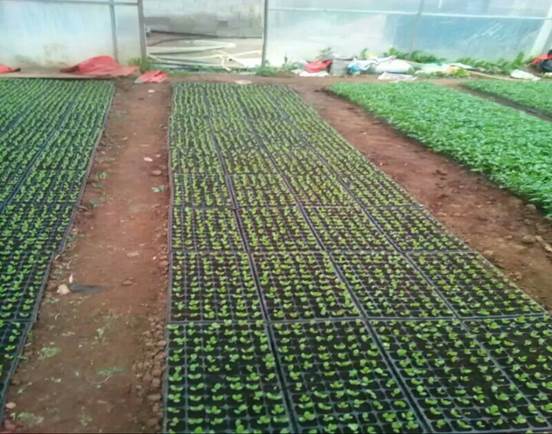 mmexport1513599592113