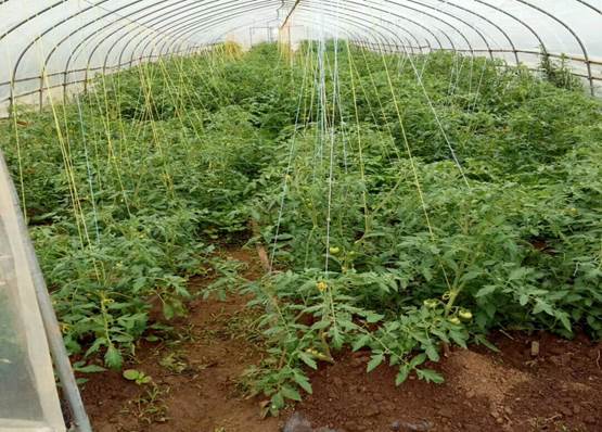 mmexport1529458530911